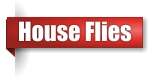 House fly extermination in UP Michigan