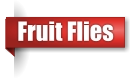 Fruit fly extermination in UP Michigan