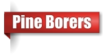 Pine Borer exterminator in Northern Wisconsin