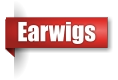 Earwig exterminator in Northern Wisconsin