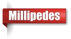 Millipede exterminator in Northern Wisconsin