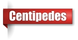 Centipede exterminator in Northern Wisconsin
