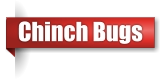Chinch bug extermination in Northern Wisconsin