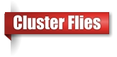 Cluser fly extermination in Northern Wisconsin