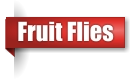 Fruit fly extermination in UP Michigan