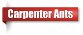 Carpenter Ant removal company in Upper Peninsula Michigan