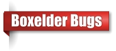 Boxelder bug removal business in Northern Wisconsin