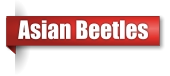 Asian Beetle removal business in Northern Wisconsin